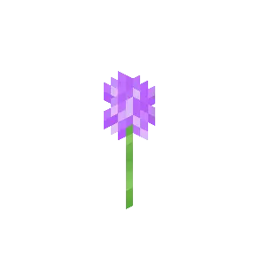Hoa allium